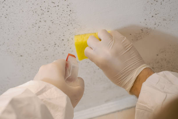 Reliable Florida, NY Mold Inspection, Removal & Remediation Solutions