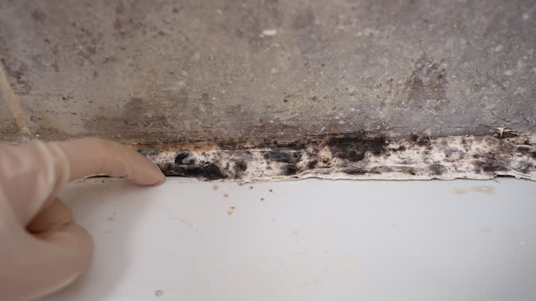 Best Forensic Mold Investigation  in Florida, NY