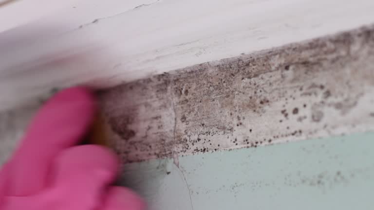 Mold Documentation for Insurance Claims in Florida, NY